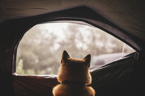 You are currently viewing Camping à la ferme : attention aux règles d’urbanisme !