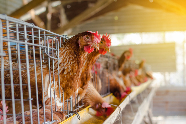 You are currently viewing Poules pondeuses en cages : où en est la réglementation ?