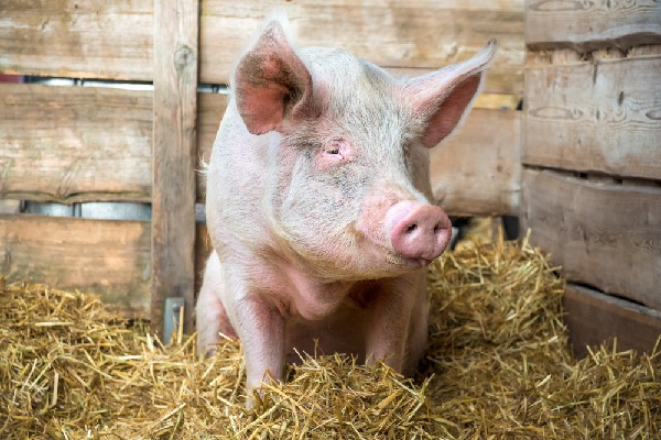 Lire la suite à propos de l’article Crise de la filière porcine : création d’un plan de sauvegarde