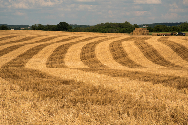 Lire la suite à propos de l’article Agriculteurs : attention à la rédaction du congé pour reprise !