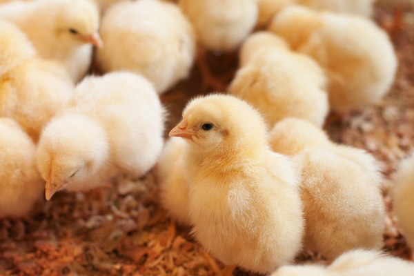 Lire la suite à propos de l’article Broyage des poussins mâles : c’est fini ?