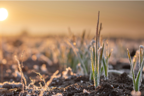 Lire la suite à propos de l’article Gel et pertes agricoles : une nouvelle aide financière !