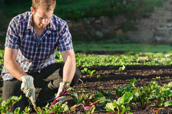 You are currently viewing Certification « viticulture durable en Champagne » = crédit d’impôt ?