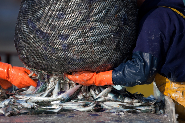 Lire la suite à propos de l’article Quotas de pêche 2022 : la répartition est connue !