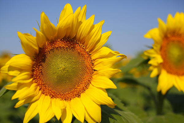 You are currently viewing Difficultés d’approvisionnement en huile de tournesol : quelles conséquences ?