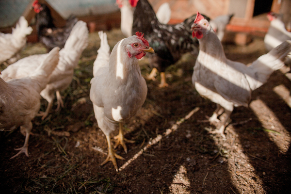 Lire la suite à propos de l’article Grippe aviaire : le point au 10 mai 2022