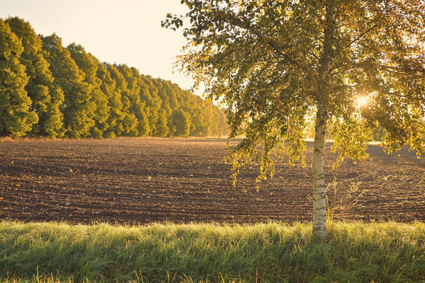 Lire la suite à propos de l’article Secteur agricole : une loi pour mieux réguler l’accès au foncier