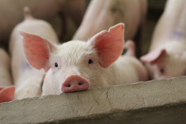 Lire la suite à propos de l’article Crise porcine et cotisations sociales : quelles nouveautés ?