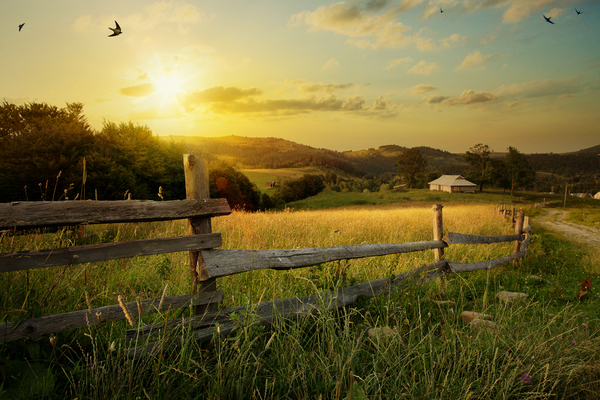 Lire la suite à propos de l’article Location d’un terrain agricole : bail rural ou bail précaire ?