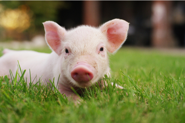 Lire la suite à propos de l’article Crise porcine africaine : une nouvelle campagne de sensibilisation