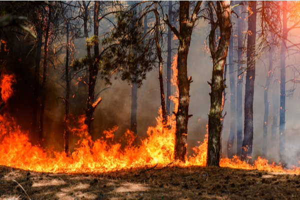 Lire la suite à propos de l’article Incendies en Gironde : une aide d’urgence pour les travailleurs indépendants