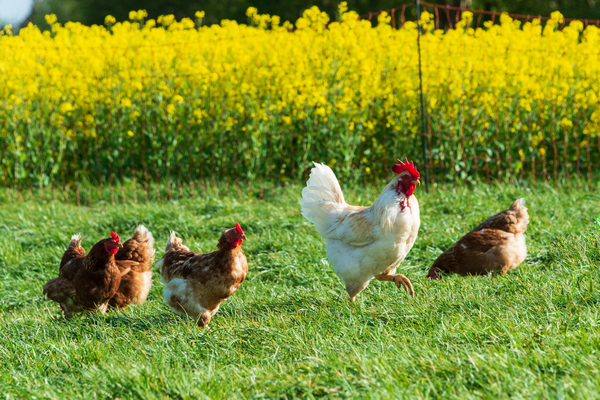 Lire la suite à propos de l’article Référent « bien-être animal » : du nouveau pour les élevages de porcs et de volailles