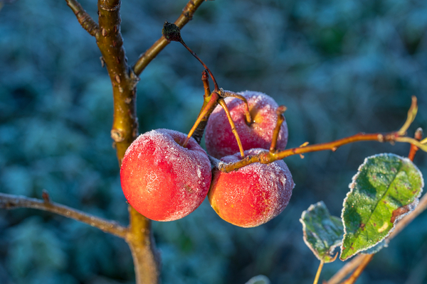 You are currently viewing Une indemnisation pour les agriculteurs concernés par l’épisode de gel d’avril 2022