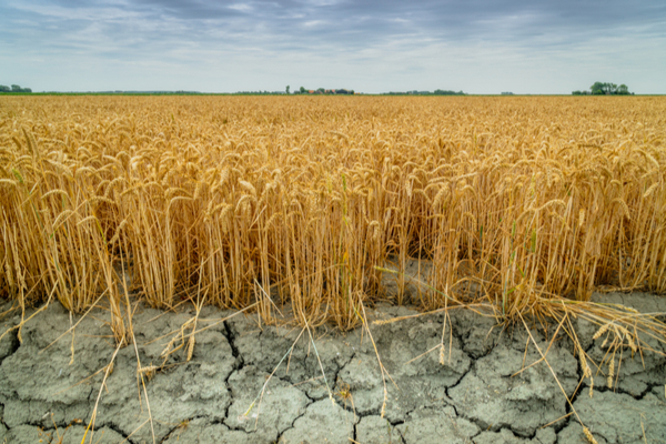 You are currently viewing Sécheresse : de nouvelles mesures pour soutenir les agriculteurs