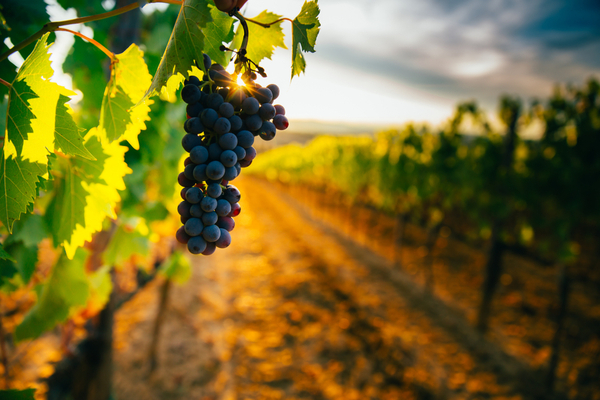 Lire la suite à propos de l’article Vendanges et temps de travail : des dérogations ?