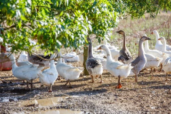 Lire la suite à propos de l’article Grippe aviaire : de nouvelles obligations pour limiter la propagation du virus