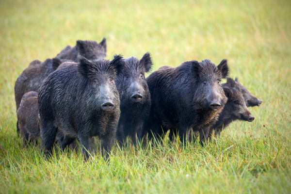 You are currently viewing Réguler la population de sangliers pour diminuer les dégâts agricoles…