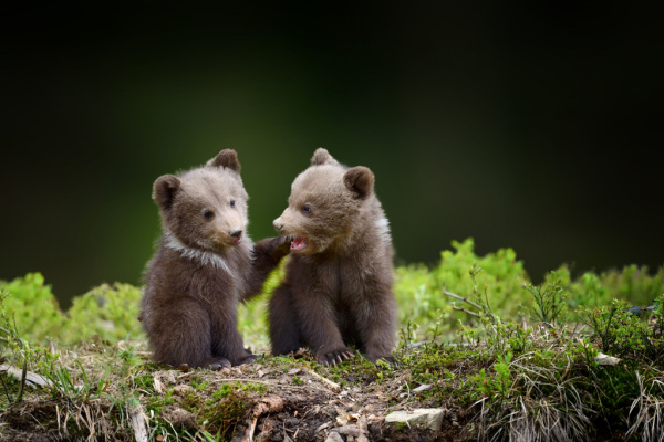 Lire la suite à propos de l’article Éleveurs : des mesures d’effarouchement des ours… problématiques ?