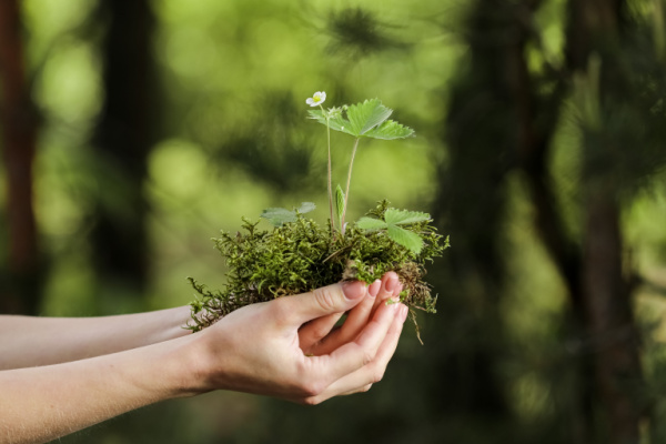 You are currently viewing Environnement : une mise au vert nécessaire !