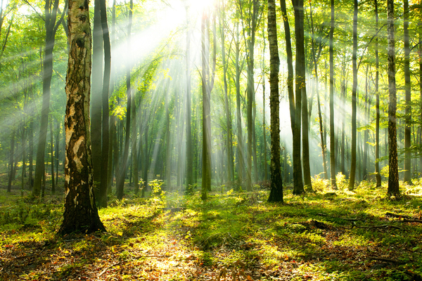 Lire la suite à propos de l’article Investissement forestier : un nouveau crédit d’impôt