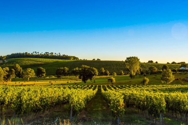 You are currently viewing Crise de la filière vitivinicole : l’État propose des solutions