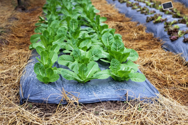 You are currently viewing Aléas climatiques et agriculture : une aide pour protéger les exploitations