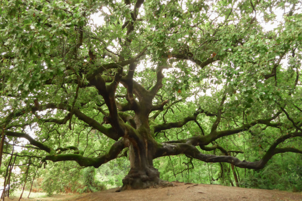 Lire la suite à propos de l’article Plan local d’urbanisme (PLU) = protecteur des arbres ?