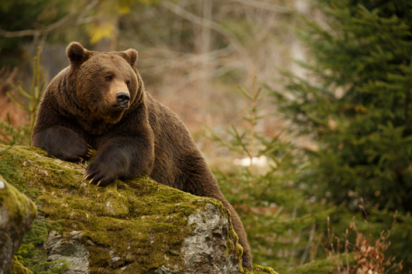 You are currently viewing Effarouchement des ours bruns dans les Pyrénées : quelles règles ?