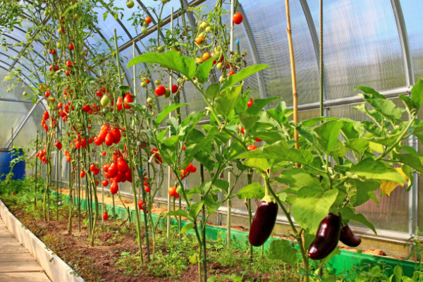 You are currently viewing Légumes d’été sous serres chauffées : attention à la date de vente !