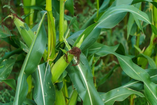 Lire la suite à propos de l’article Production agricole : et si vous n’avez pas appliqué le bon taux de TVA ?