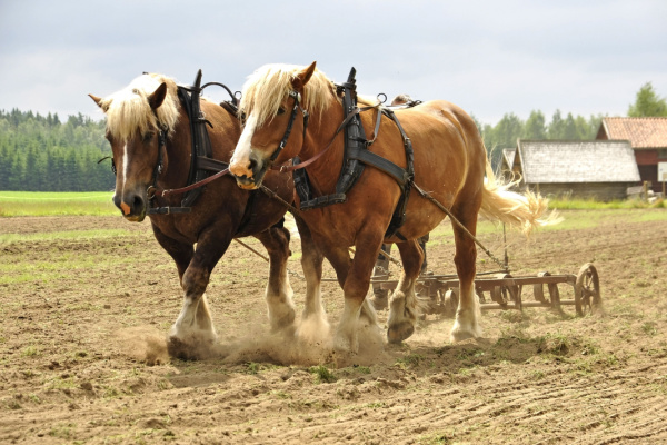 Lire la suite à propos de l’article Transition écologique : tous à cheval ?