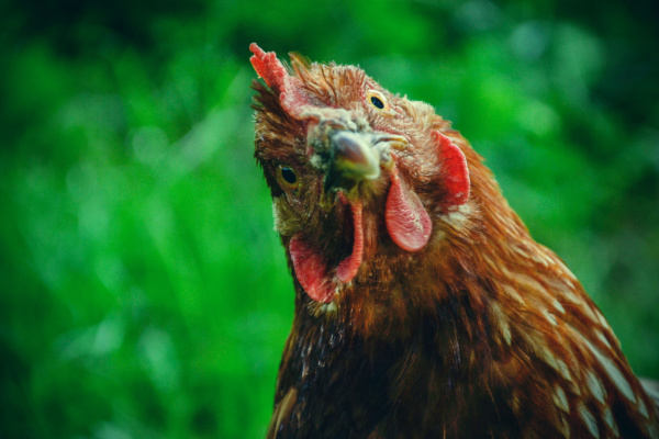 Lire la suite à propos de l’article Grippe aviaire : le point sur la situation épidémique et le versement des indemnités