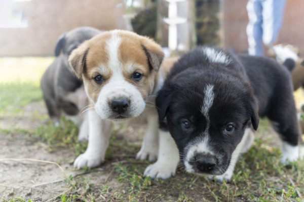 Lire la suite à propos de l’article Élevages canins : une question de distance…