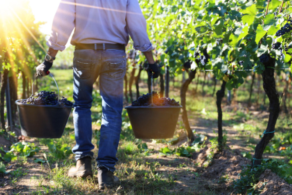 Lire la suite à propos de l’article Travail saisonnier agricole : la lutte contre la fraude s’organise